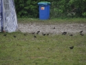 dsc_0266-lq